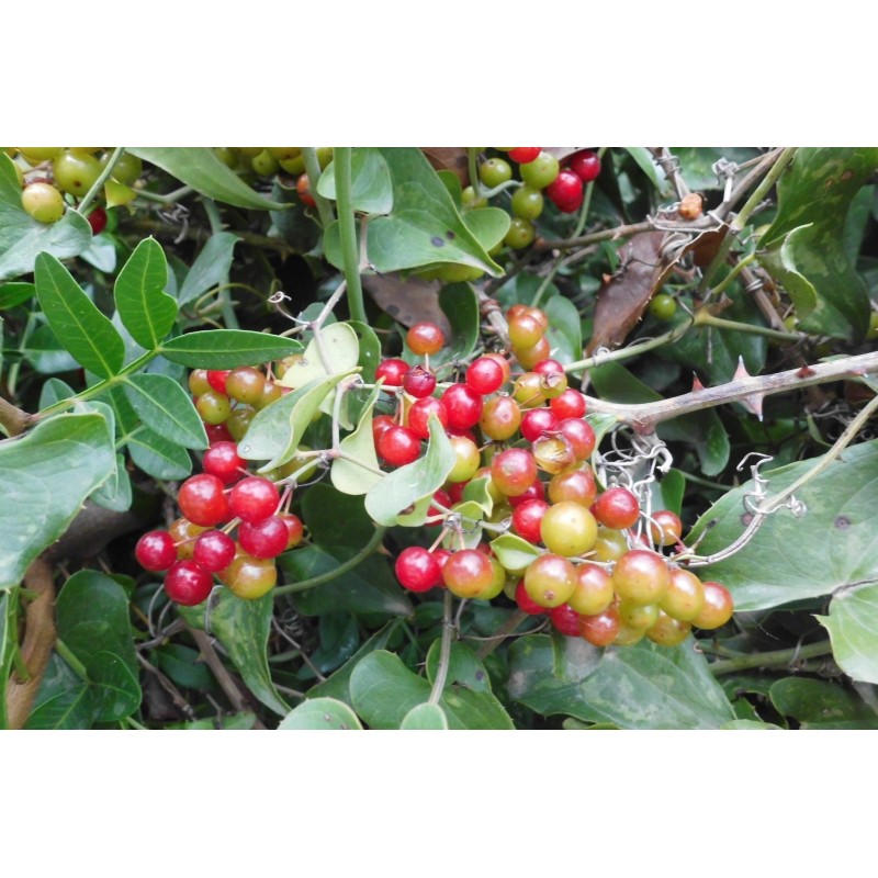 Common Smilax, Rough Bindweed Seeds (Smilax aspera) | 2,05 €