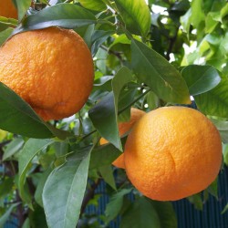 Νεραντζιά σπόροι - πορτοκαλιά της Σεβίλης 1.85 - 2
