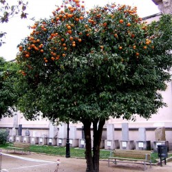 Bitter Orange Seeds (Citrus aurantium) 1.85 - 4
