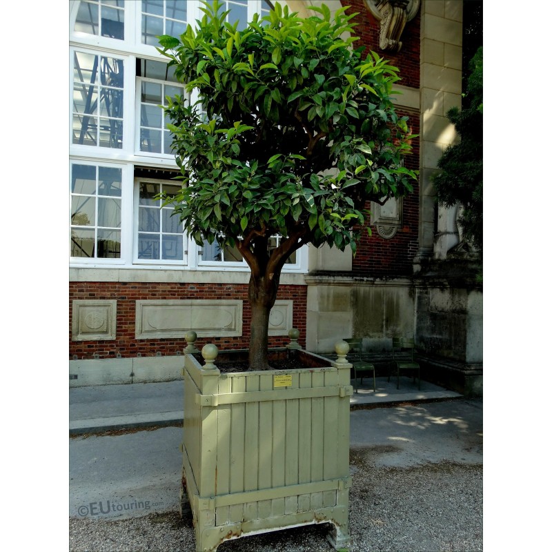 Semillas de Naranjo Amargo (Citrus aurantium) | 2,15 €