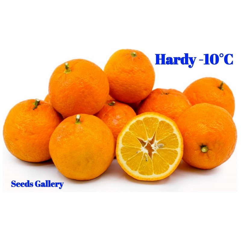 Semillas De Naranjo Amargo Citrus Aurantium