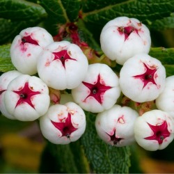 Frön Tasmanian Snowberry läckra frukter 1.35 - 3
