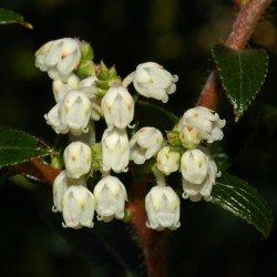 Tasmanian Snow Berry Seme - Egzoticno Voce 1.35 - 1