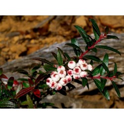 Sementes Tasmanian Snowberry frutas deliciosas 1.35 - 2