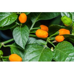 Cumari or Passarinho Seeds (Capsicum chinense) 2 - 4