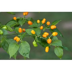 Cumari eller Passarinho Chili Frön (Capsicum chinense) 2 - 5