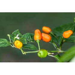 Cumari eller Passarinho Chili Frön (Capsicum chinense) 2 - 6