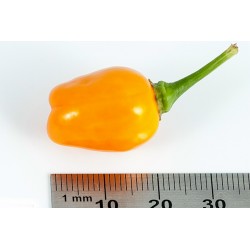 Cumari eller Passarinho Chili Frön (Capsicum chinense) 2 - 7