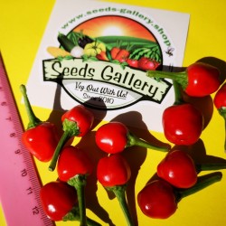 Семена West Virginia Pea Красный перец 1.55 - 2