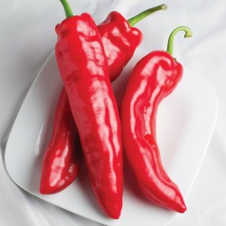 MARCONI RED Sweet Pepper Seeds 1.65 - 1