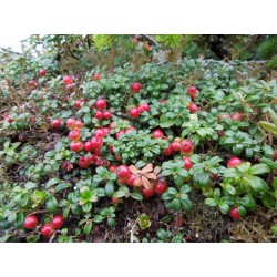 Lingonberry or Cowberry Seed 1.85 - 6