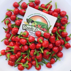 Семена West Virginia Pea Красный перец 1.55 - 1
