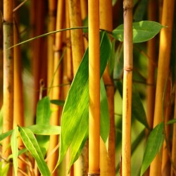 Semi di Bambù Dorato (Phyllostachys aurea) 1.95 - 10