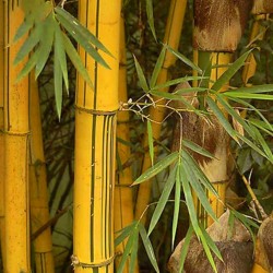 Semillas de Bambú Doradas (Phyllostachys aurea) 1.95 - 8