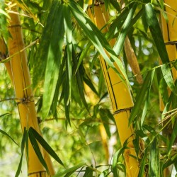 Graines de Bambou Doré (Phyllostachys aurea). 1.95 - 9