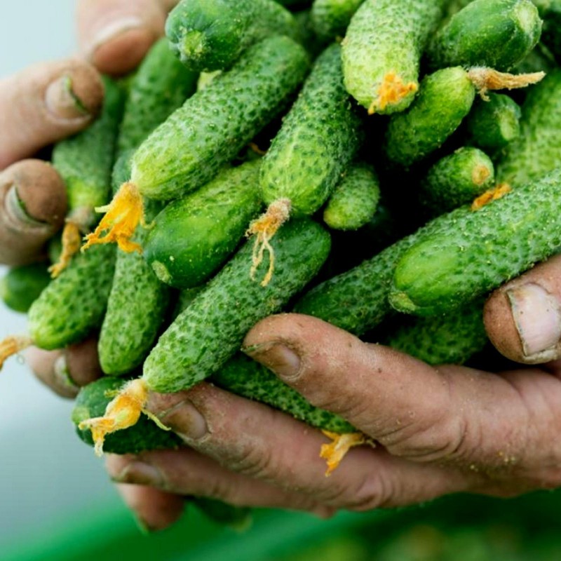 Non-GMO Cucumber Russian Seeds Zasyolich F1 