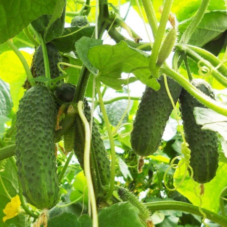 Cucumber "Shosha" F1 Russian High Quality Seeds | 1,65 €