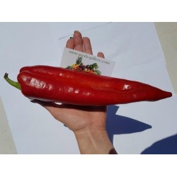 "Florinis" Greece Sweet pepper Seeds 2.049999 - 3