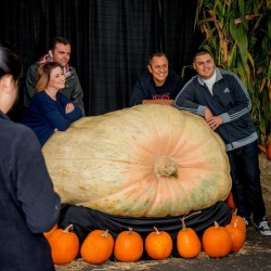 GOLIATH Giant Pumpkin Seeds 3 - 2