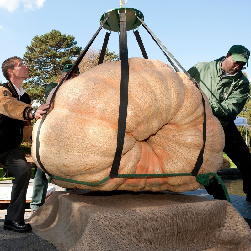 Semi di Zucca Atlantic Giant (824.86 kg) 3.65 - 5