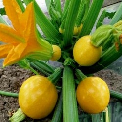 Yellow Round Squash - Zucchini Seeds 1.95 - 1