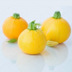 Yellow Round Squash - Zucchini Seeds 1.95 - 2