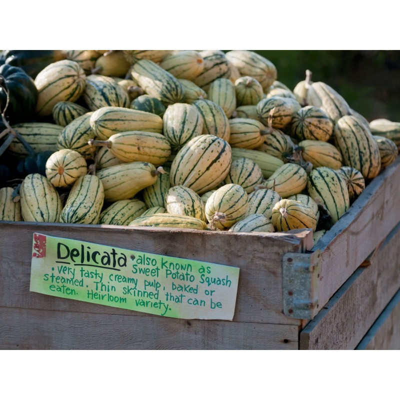 Delicata squash Seeds | €2.20