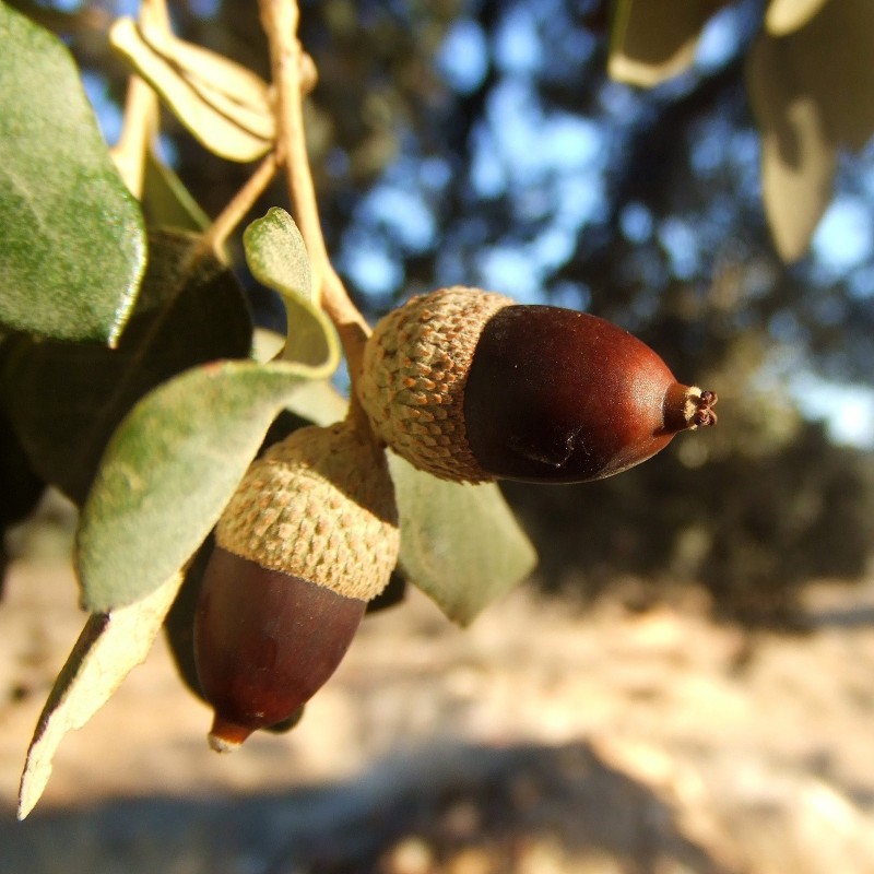 Steineiche Samen (Quercus ilex) 4.85 - 4