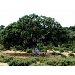 Σπόρος Δρύς η Αριά Δέντρο - Βελανιδιά (Quercus ilex) 4.85 - 2