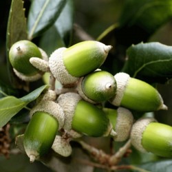 Evergreen Oak, Holly Oak Seeds (Quercus ilex) 4.85 - 3