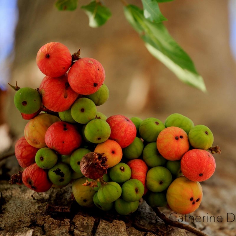 Graines de figuier indien, figuier goolar (Ficus racemosa) 2.1 - 1