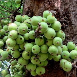 Cluster fikonträd, indiska fikonfrön (Ficus racemosa) 2.1 - 2