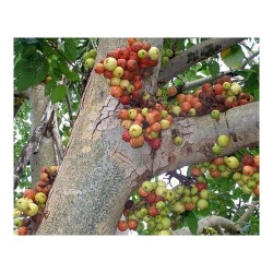 Cluster fikonträd, indiska fikonfrön (Ficus racemosa) 2.1 - 4