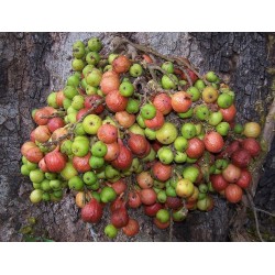 Cluster fikonträd, indiska fikonfrön (Ficus racemosa) 2.1 - 5