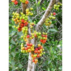 Cluster fikonträd, indiska fikonfrön (Ficus racemosa) 2.1 - 6