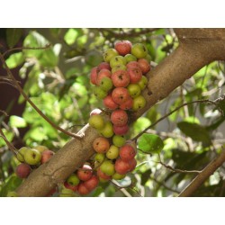 Συκιά σύμπλεγμα, ινδική σύκα σπόροι (Ficus racemosa) 2.1 - 7