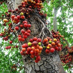 Cluster fikonträd, indiska fikonfrön (Ficus racemosa) 2.1 - 8