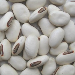 Γίγαντα Σπαθί φασολάκια λευκού σπόρους "Shironata Mame" 1.95 - 1