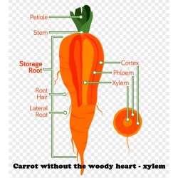 Sementes de cenoura, sem corte, sem xilema (coração) 2.35 - 2