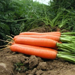 Semillas de zanahoria, romas largas, sin xilema (corazón) 2.35 - 1