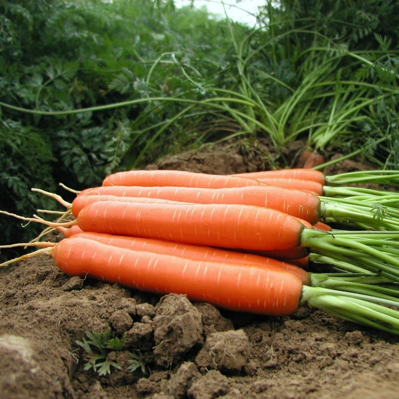  моркови, длинные тупые, без ксилемы (сердце) - Цена: €1.85