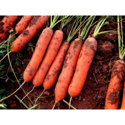 Semillas de zanahoria, romas largas, sin xilema (corazón) 2.35 - 3