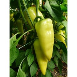 Sweet pepper seeds ROMANCE - Variety from Serbia 2.049999 - 3