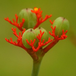 Buddha Belly Plant, Bottleplant Shrub Seeds (Jatropha podagrica) 3.5 - 2