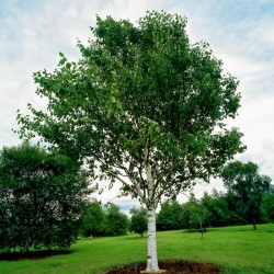 Birken Samen (Betula) 1.95 - 2