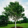 Birch Tree Seeds (Betula) 1.95 - 2