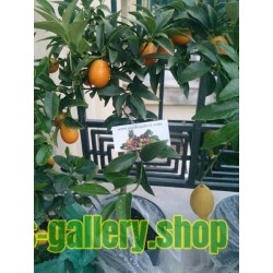 Kumquats or cumquats Seeds (Fortunella margarita) exotic tropical fruit