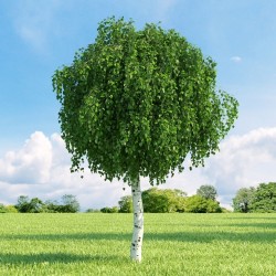 Schön und knorrig wachsender Baum mit weißem Stamm Samen Betula asiatische Birke 