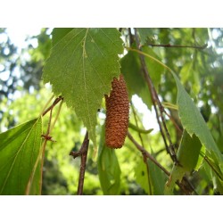 Σπόροι Σημύδα (Betula) 1.95 - 10