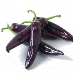 MARCONI PURPLE Violett Paprika Samen 1.65 - 1